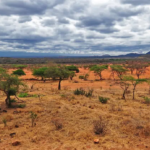 สำรวจที่รกร้างว่างเปล่าในแอฟริกา – DK Grand Safaris Review